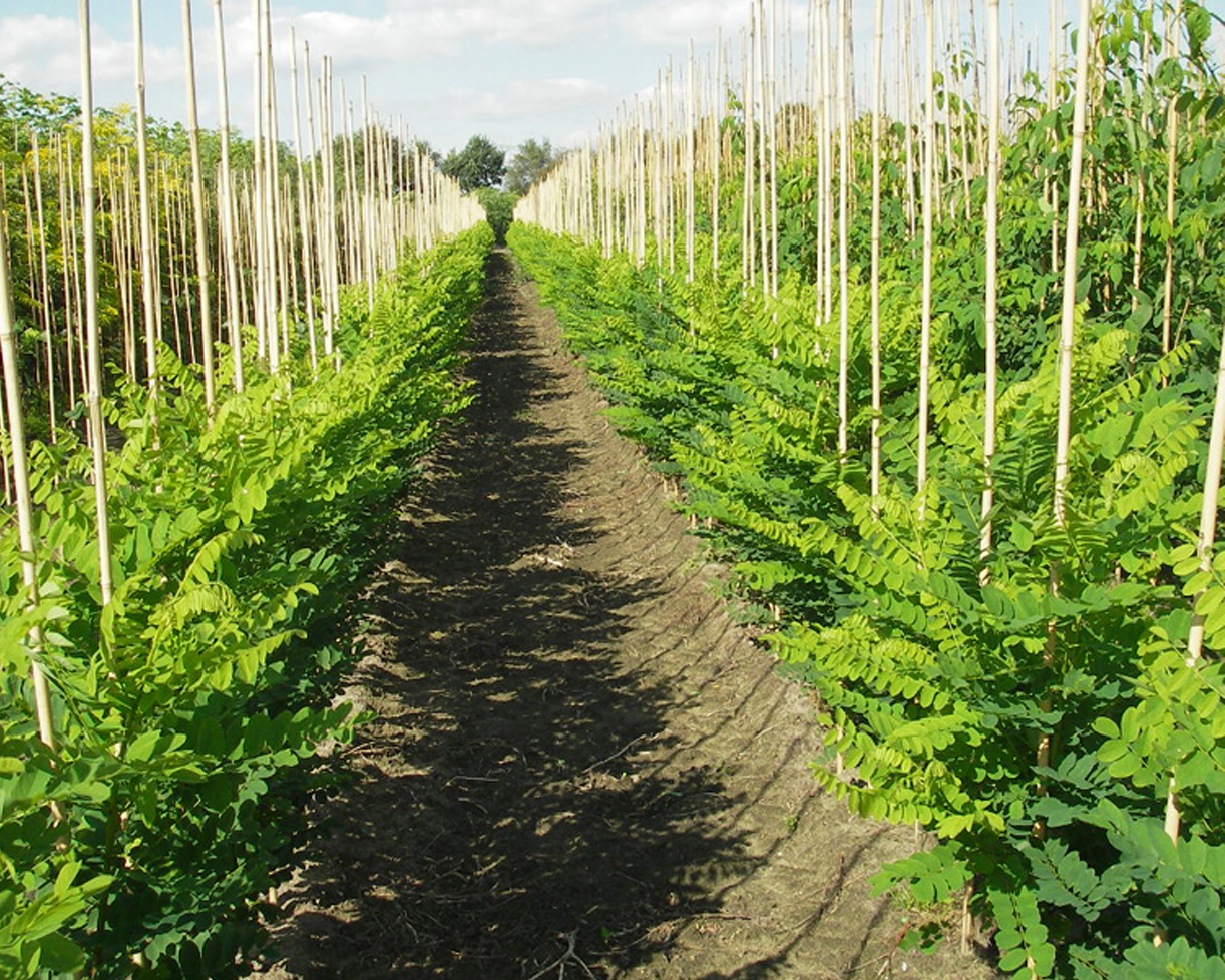 Boomkwekerij De Beerze Specialist In Laanboom Spillen, Bomen En Struiken